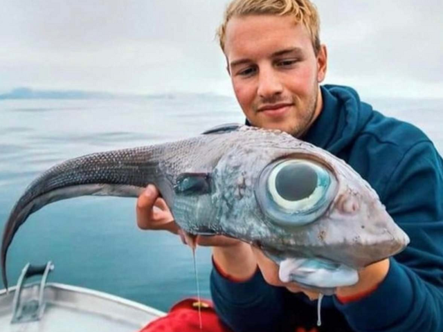 Химера: их яд переваривает кровь в венах