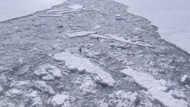 Пингвины-экстремалы устроили забег по льдинам в море Космонавтов