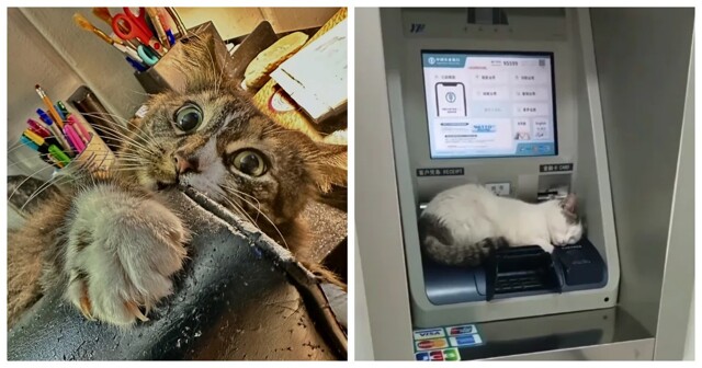 25 котиков, которые следят за дедлайнами и настроением
