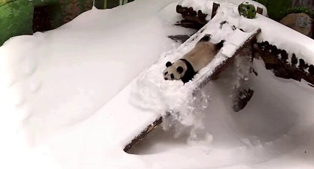 Панда Катюша из Московского зоопарка радуется снегу