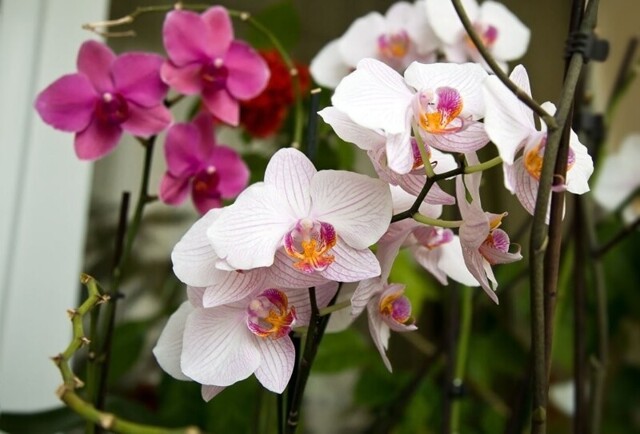 Орхидеи