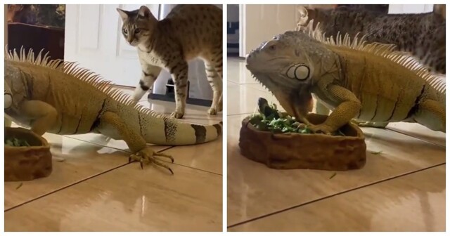Реакция кошек на игуану