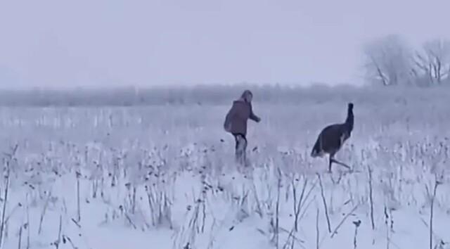Страуса, сбежавшего в&nbsp;заснеженные поля Ленобласти, ловили 7&nbsp;часов