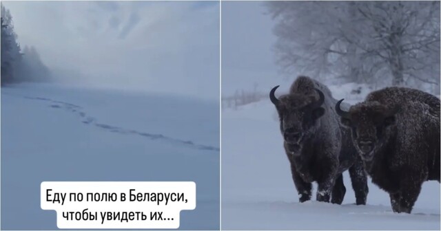 Встреча с зубрами среди полей Беларуси