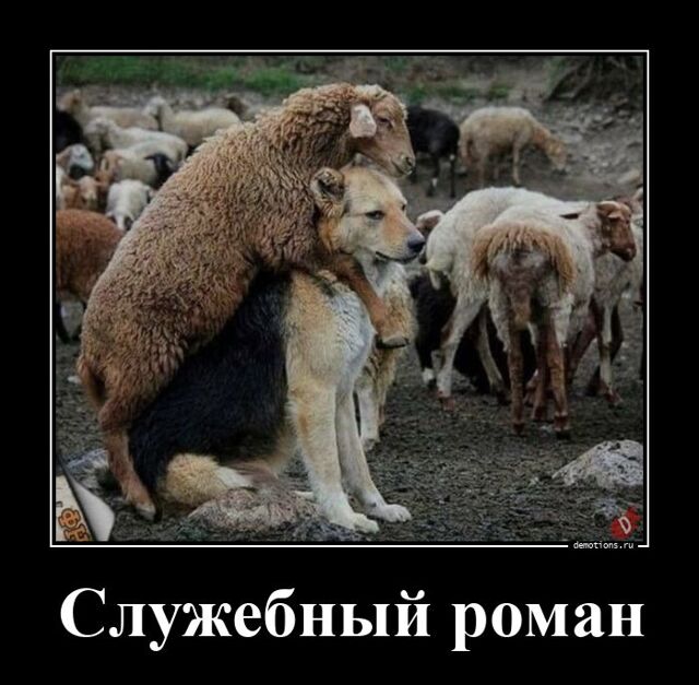 Прикольные демотиваторы