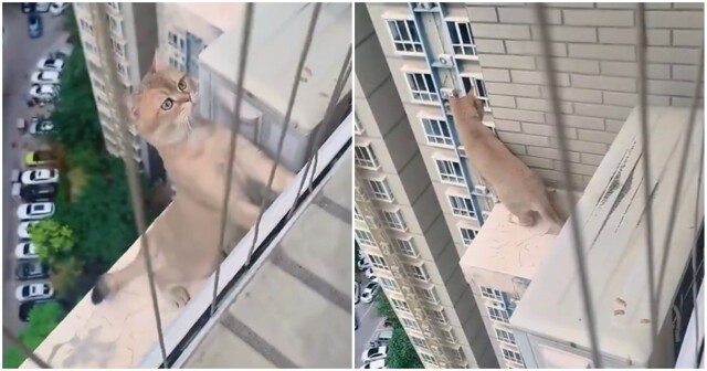 Опасная прогулка кошки