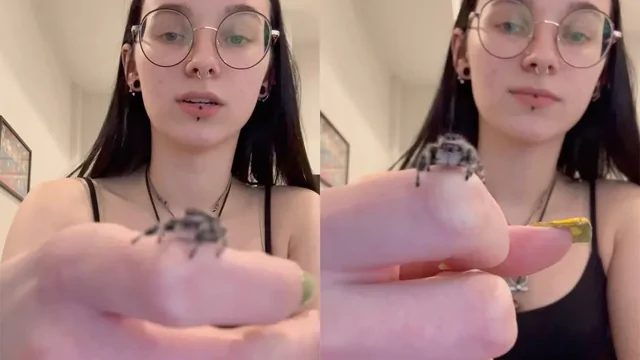 Паук‑скакун поднимает лапку при приветствии