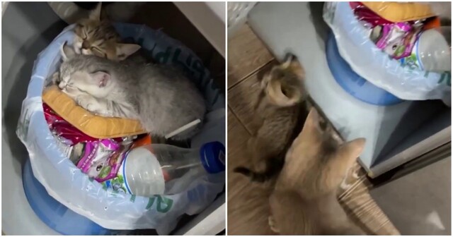 Котята спят на ведре с мусором