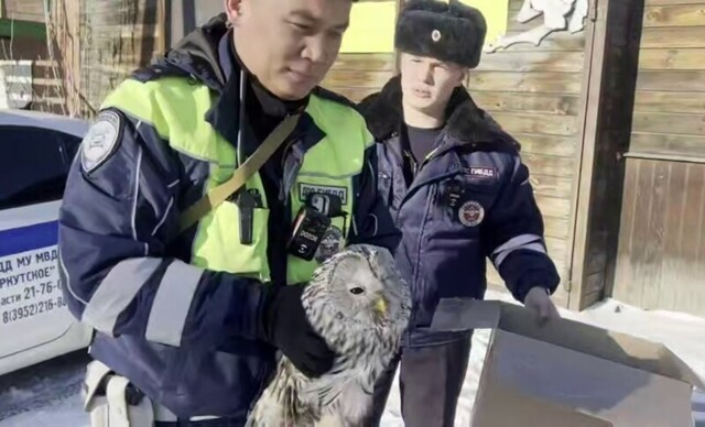 Полицейские спасли раненую сову