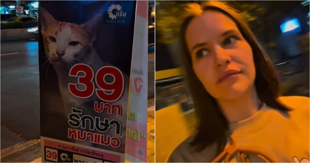 В парламент Таиланда выдвинулся кот