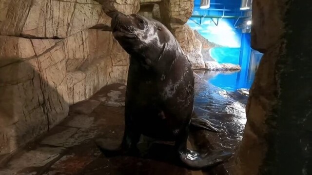Как чистят зубы морскому льву