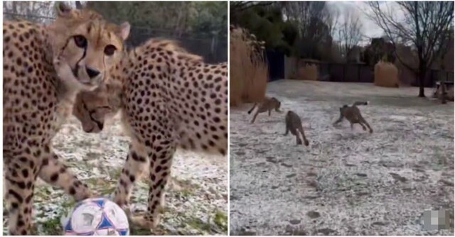 Гепарды гоняются за мячом