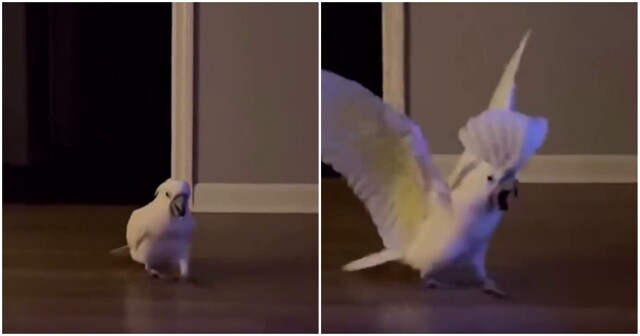 Пернатый потомок динозавров