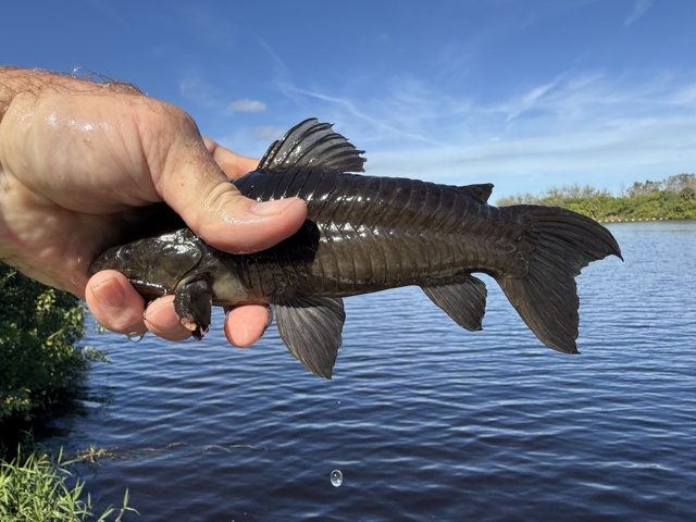 Панцирные сомы: рыбки в доспехах римского легионера