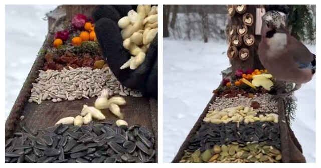 Птичий шведский стол