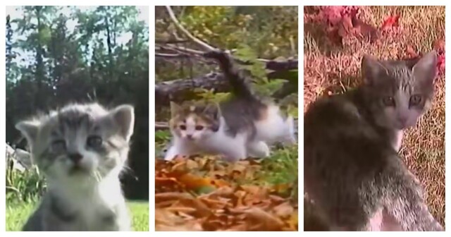 Атмосферные видео с кошками в стиле ретро