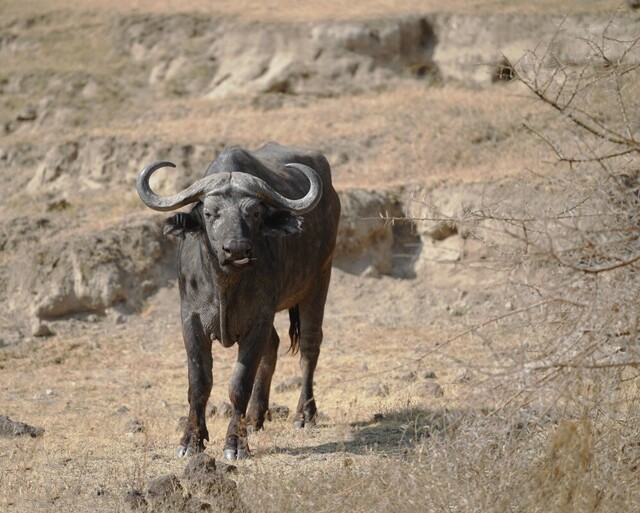 Мир животных-2