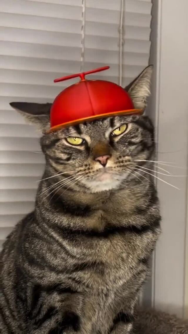 Удивительно терпеливый котэ)))