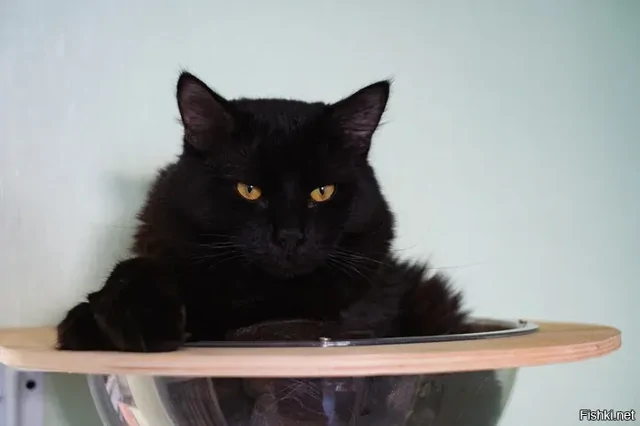 Солянка от 14.02.2026