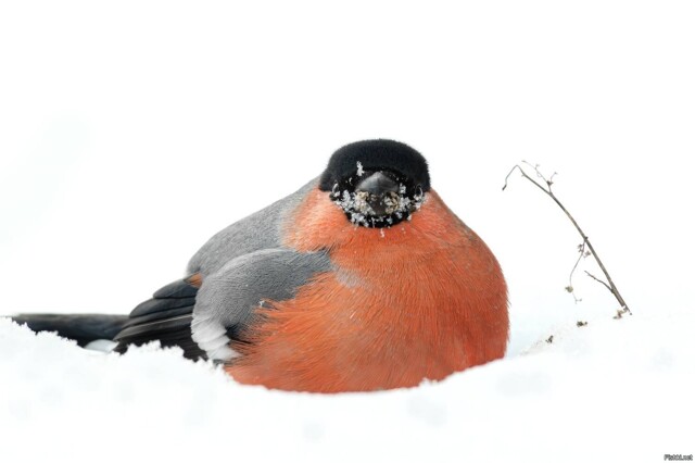 Солянка от 14.02.2026