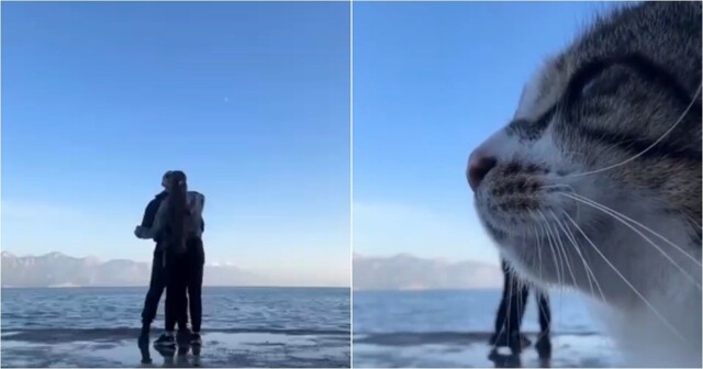 Бродячий кот добавил юмора в романтическое видео пары