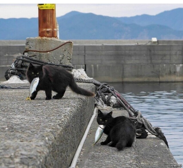 Солянка от 15.02.2026