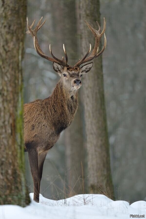 Солянка от 15.02.2026