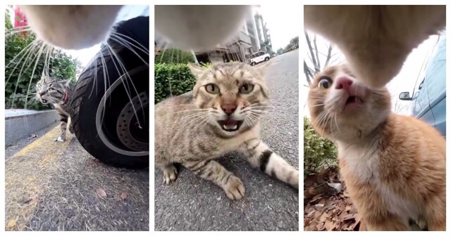 Хозяева дворов