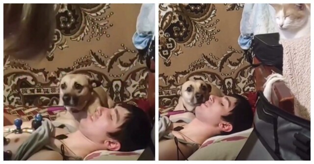 Типичный домашний кот