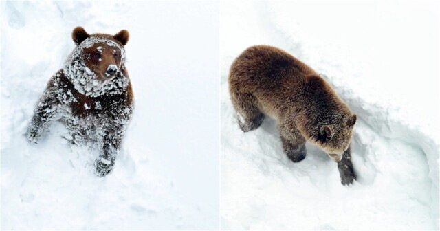 Медведи в подмосковном зоопарке устроили зимние раскопки