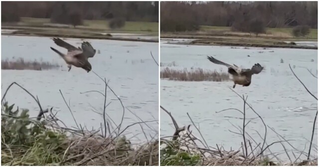 Пустельга  на охоте