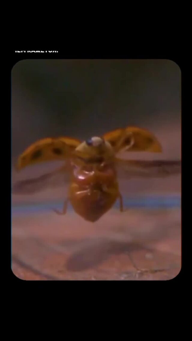 Взлёт божьей коровки