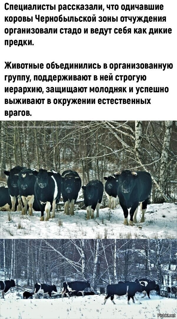 Солянка от 16.02.2026