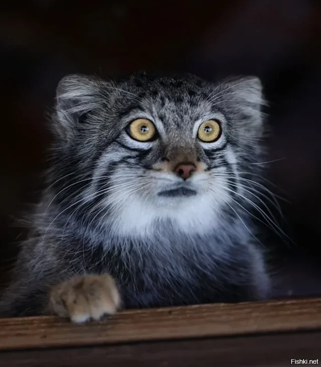 Солянка от 16.02.2026