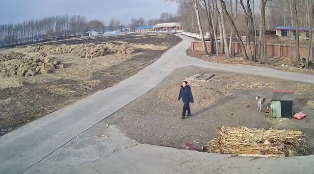 Пёс навёл суету