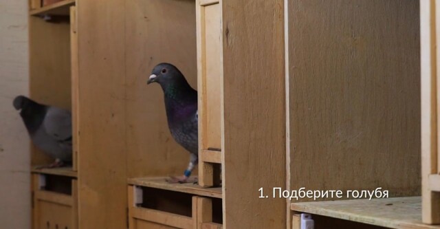 Альтернатива на случай блокировки Telegram