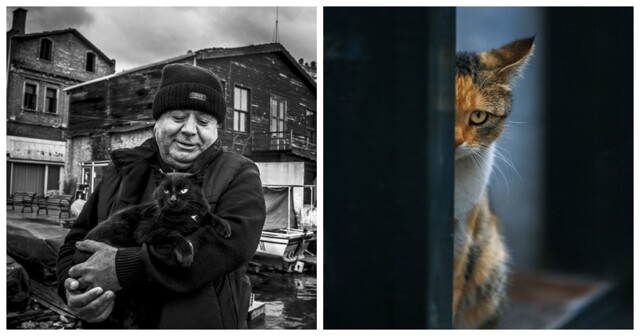 23 крупных плана уличных котов, которые доказывают, что пушистые главные на районе и в жизни
