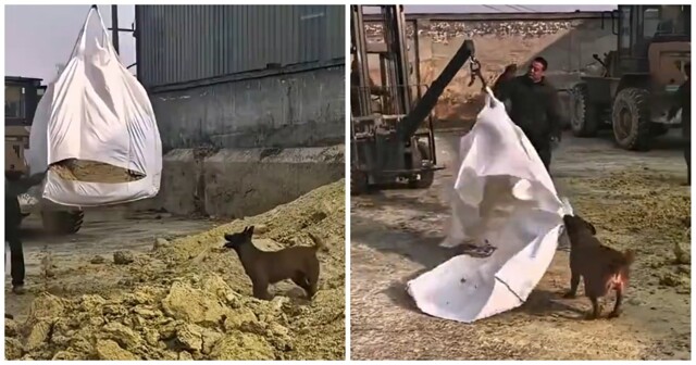 Пёс помогает рабочим