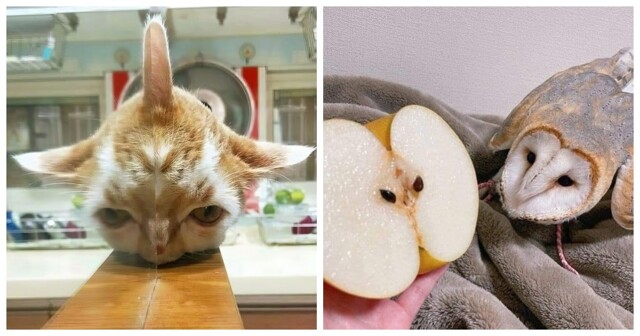 20 фото животных, которые одновременно умиляют и пугают