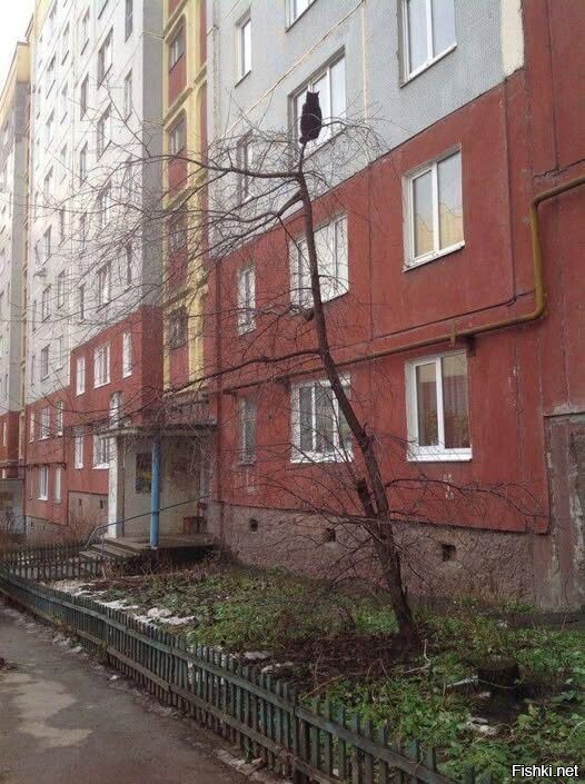 А Мурка выйдет