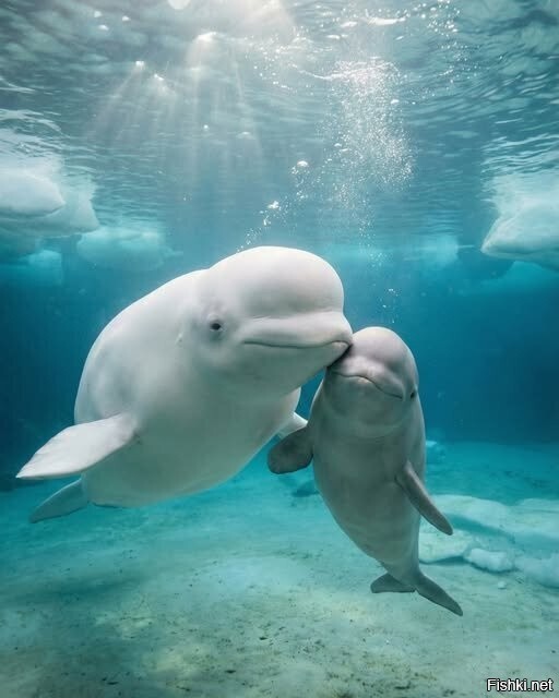 Солянка от 18.02.2026