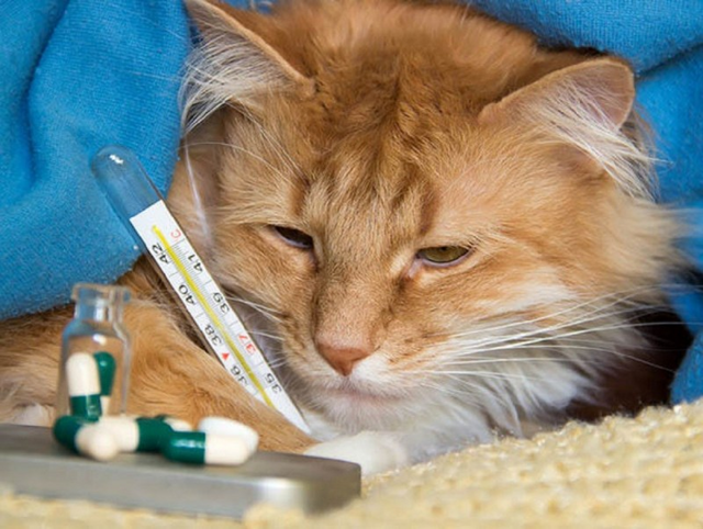 Почему животные не заражаются человеческими болезнями и наоборот?