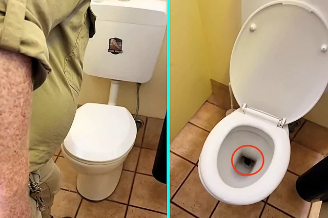 В Австралии  ковровый питон забрался в унитаз в парке