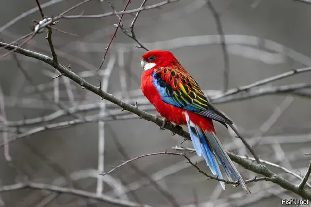 Солянка от 19.02.2026