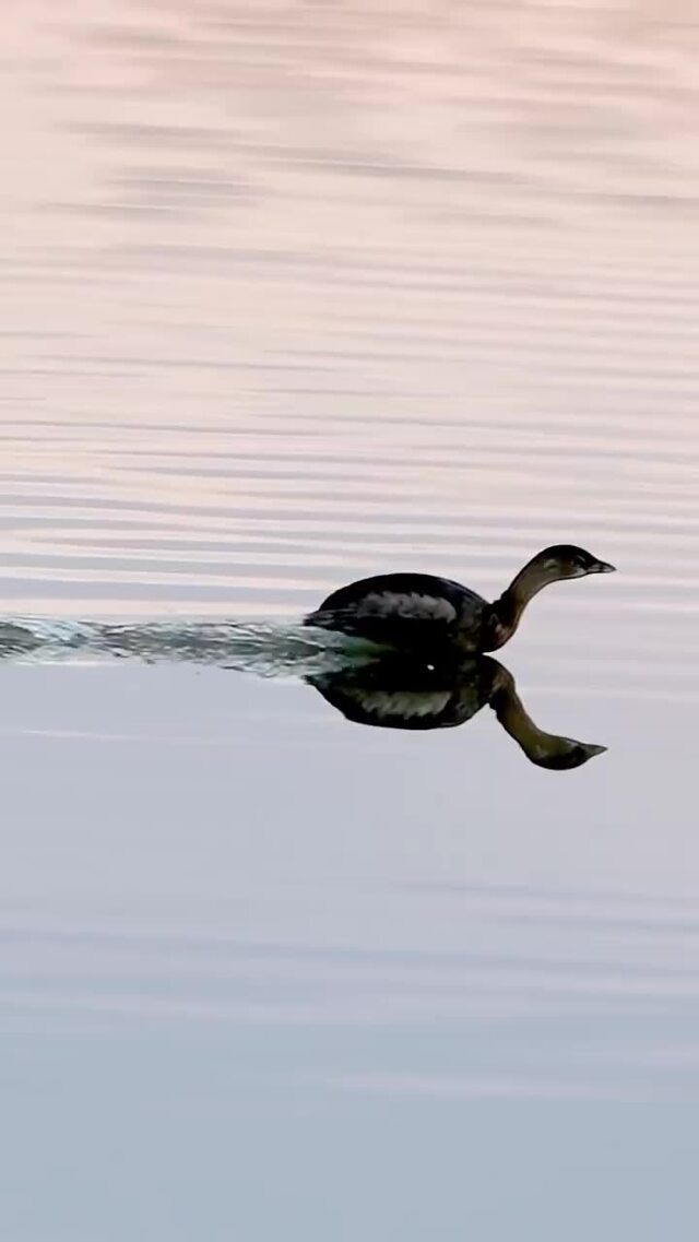 Солянка от 20.02.2026