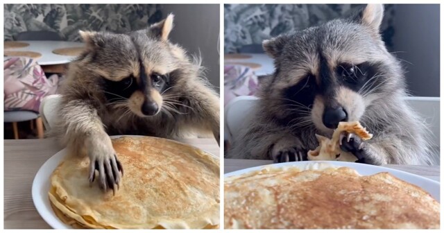 Енот кушает блин
