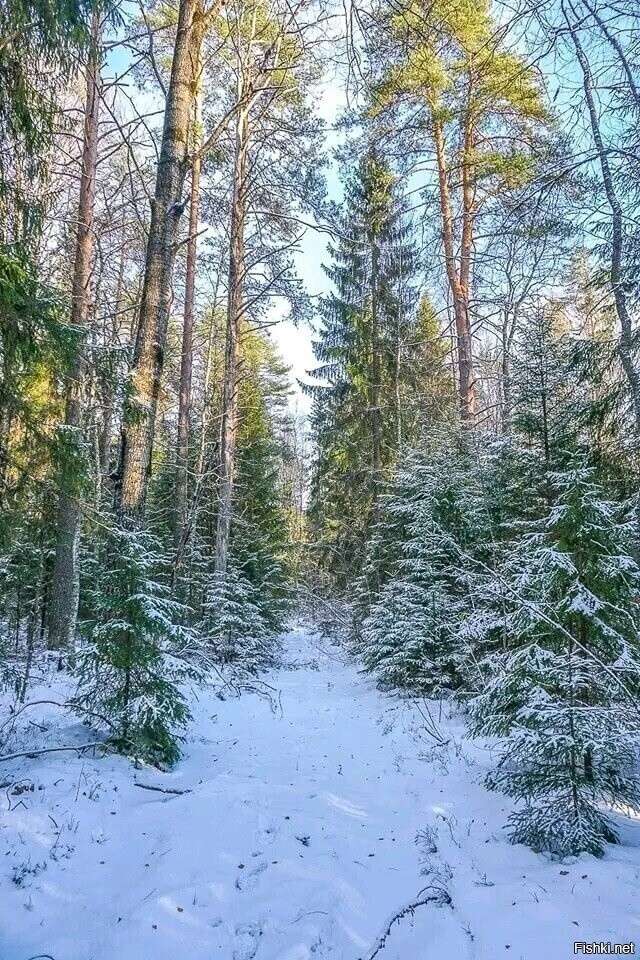 Солянка от 20.02.2026