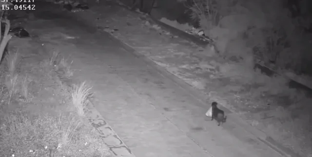 В Италии мужчина научил собаку незаконно выбрасывать мусор