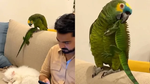 Попугай устроил дома небольшой переполох