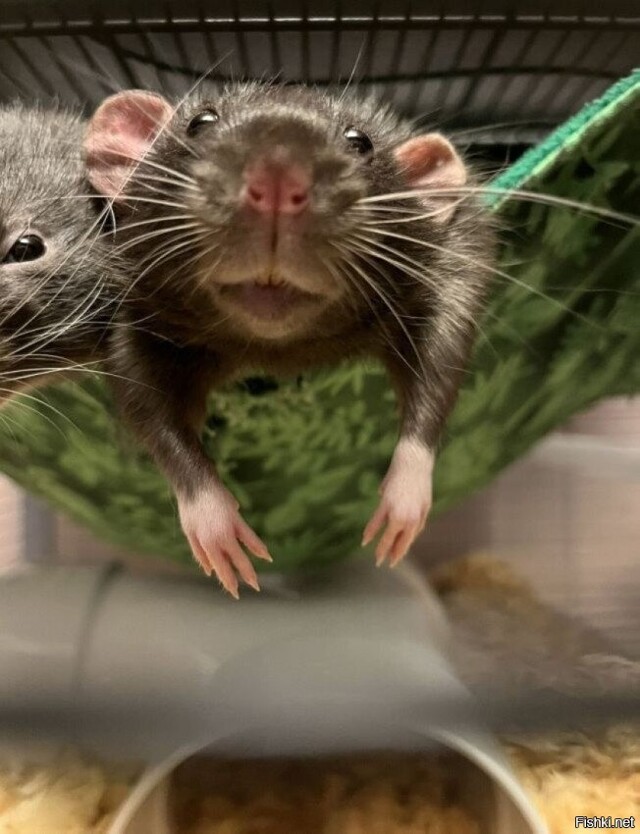 Солянка от 21.02.2026